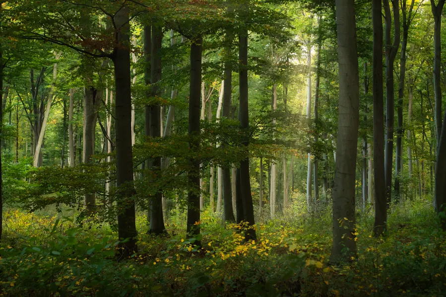 Sunlit Forest Serenity — 300-piece jigsaw puzzle