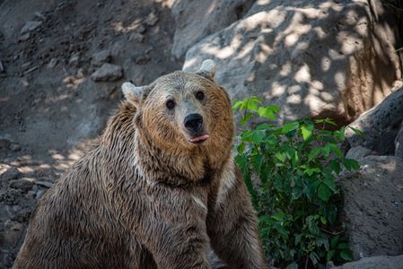Playful Bear Pose — 150-piece jigsaw puzzle