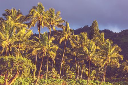 Tropical Palm Oasis — 500-piece jigsaw puzzle