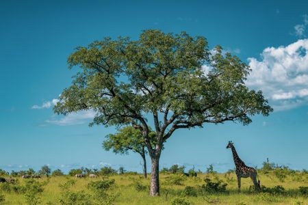 Serengeti Serenity — 100-piece jigsaw puzzle
