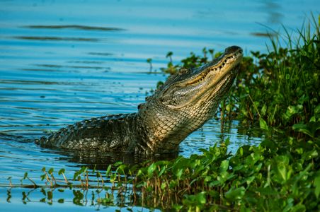 Alligator in the Wild — 200-piece jigsaw puzzle
