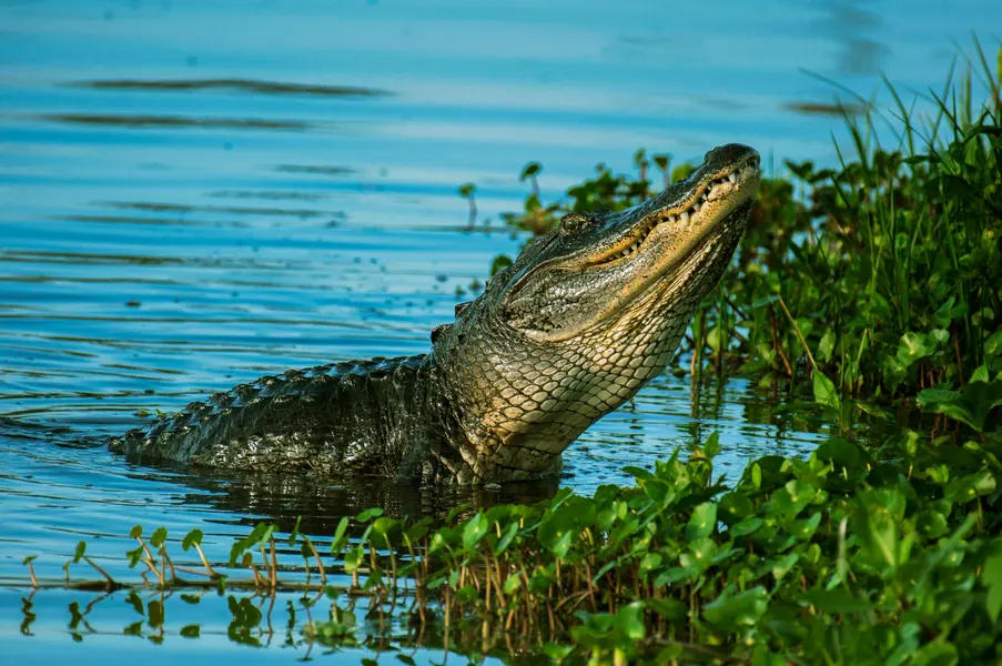 Alligator in the Wild — 200-piece jigsaw puzzle