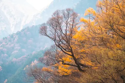 Golden Autumn Trees — 500-piece jigsaw puzzle