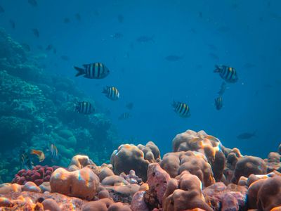Vibrant Underwater Life — 200-piece jigsaw puzzle