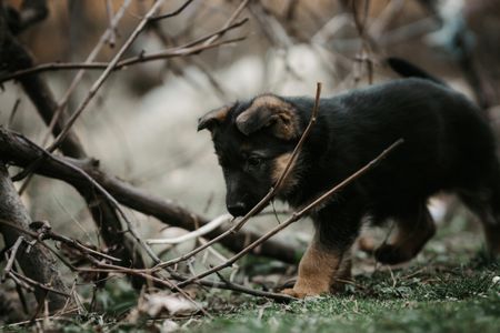 Puppy in the Wild — 300-piece jigsaw puzzle