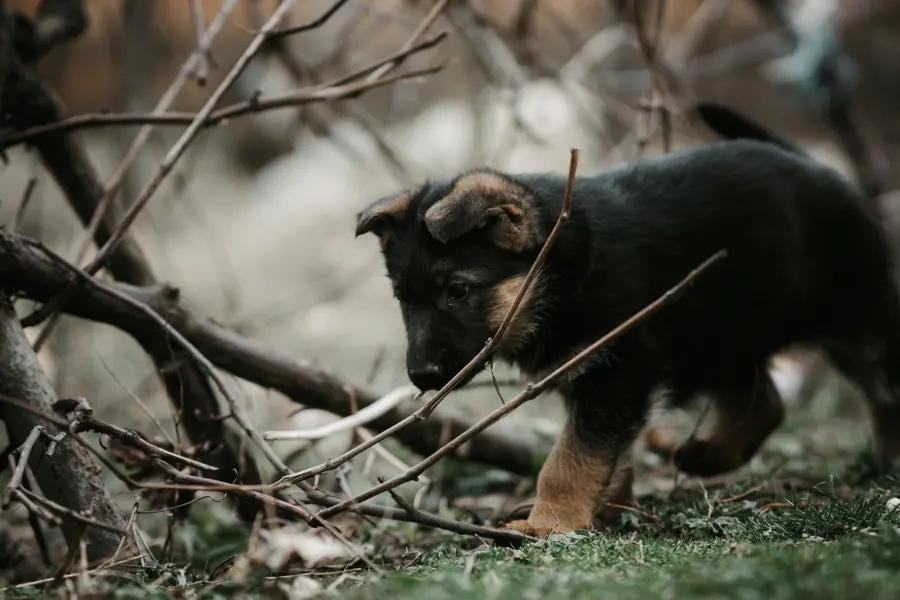 Puppy in the Wild — 300-piece jigsaw puzzle