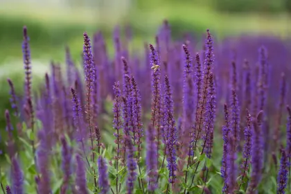 Lavender Bliss — 300-piece jigsaw puzzle
