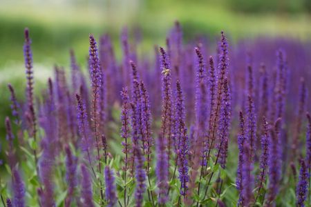 Lavender Bliss — 300-piece jigsaw puzzle
