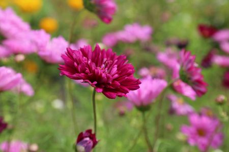 Vibrant Garden Blooms — 200-piece jigsaw puzzle