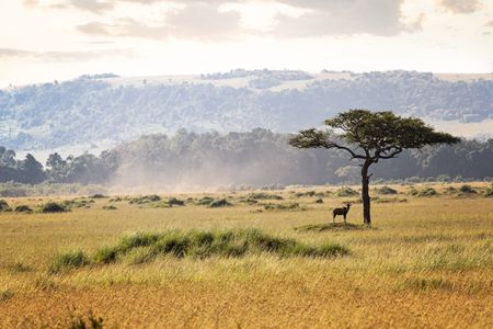 Serene African Savanna — 200-piece jigsaw puzzle