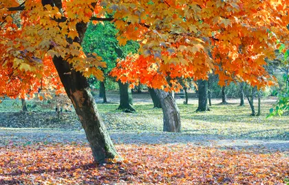 Autumn Maple Trees In Park — 294-piece jigsaw puzzle