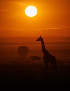 Safari Sunrise Silhouette — 200-piece jigsaw puzzle