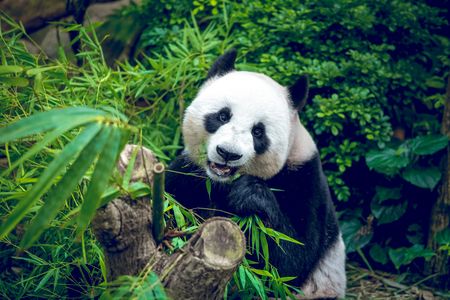Panda Amid Bamboo — 150-piece jigsaw puzzle