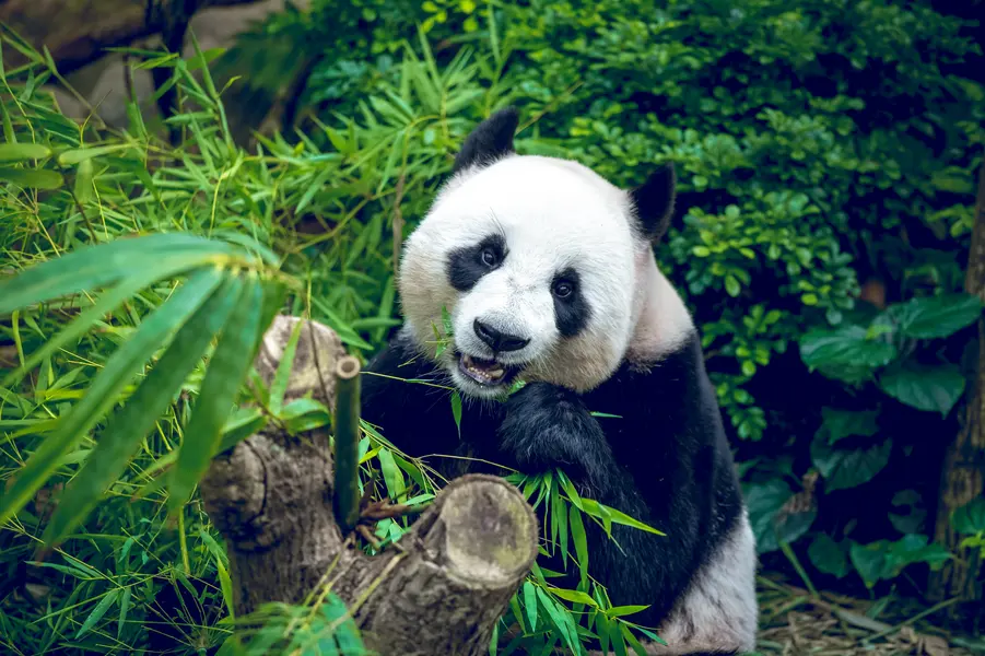 Panda Amid Bamboo — 150-piece jigsaw puzzle