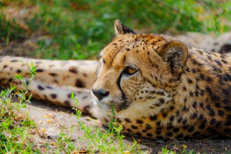 Resting Cheetah Portrait — 300-piece jigsaw puzzle