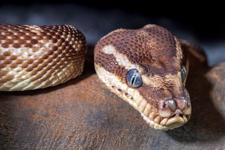 Serpent's Gaze — 200-piece jigsaw puzzle