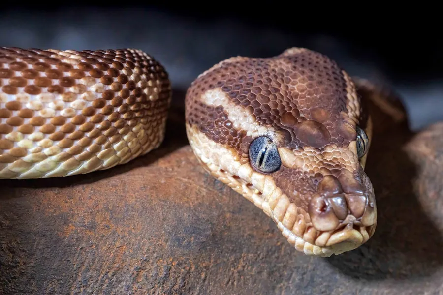 Serpent's Gaze — 200-piece jigsaw puzzle