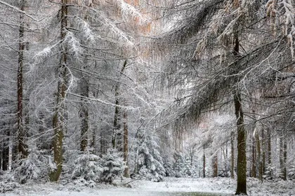 Winter Forest Serenity — 64-piece jigsaw puzzle