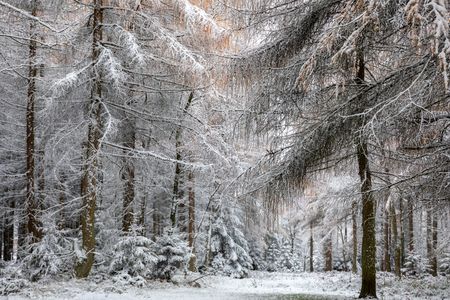 Winter Forest Serenity — 64-piece jigsaw puzzle