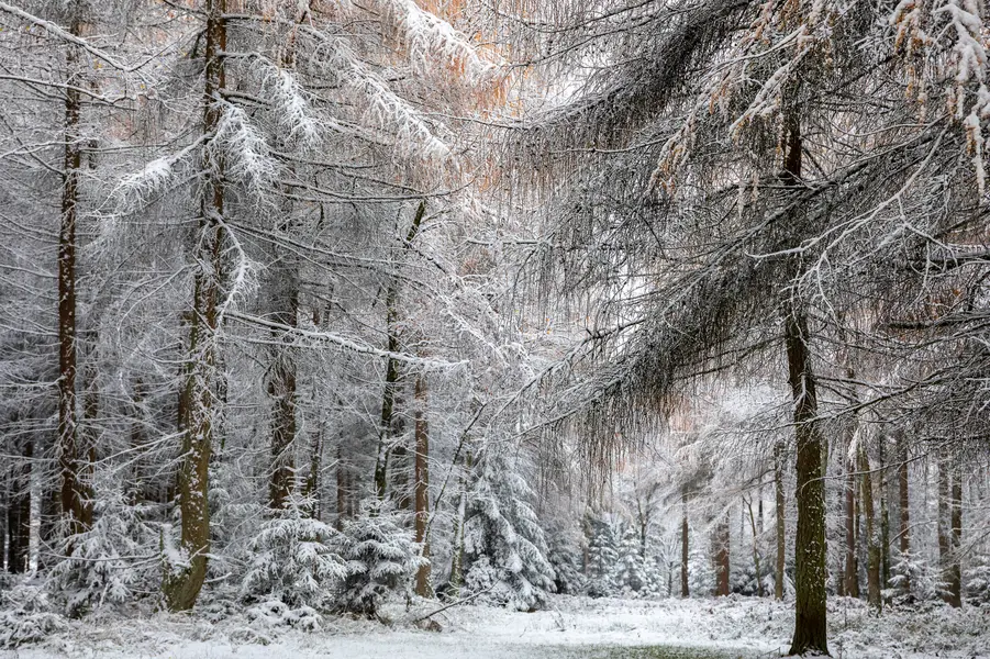 Winter Forest Serenity — 64-piece jigsaw puzzle