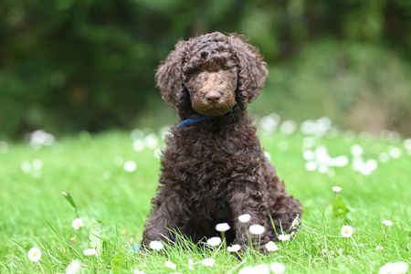 Curly Canine in Meadow — 100-piece jigsaw puzzle