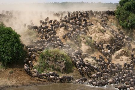 Stampede in the Wild — 200-piece jigsaw puzzle