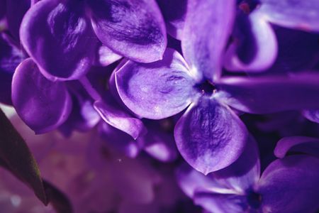 Vibrant Purple Petals — 200-piece jigsaw puzzle