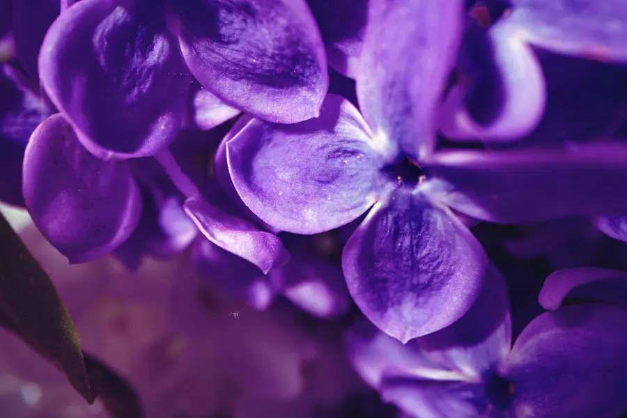Vibrant Purple Petals — 200-piece jigsaw puzzle