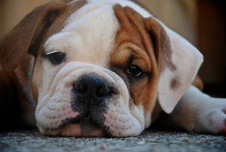 Sleepy Bulldog Puppy — 500-piece jigsaw puzzle