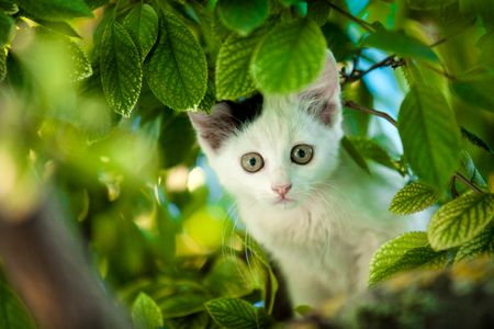 Curious Kitten in Foliage — 200-piece jigsaw puzzle