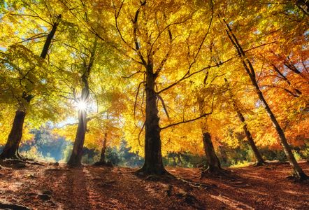Golden Autumn Glow — 300-piece jigsaw puzzle
