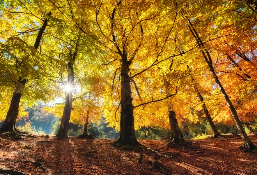 Golden Autumn Glow — 300-piece jigsaw puzzle