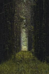 Mysterious Forest Pathway — 150-piece jigsaw puzzle