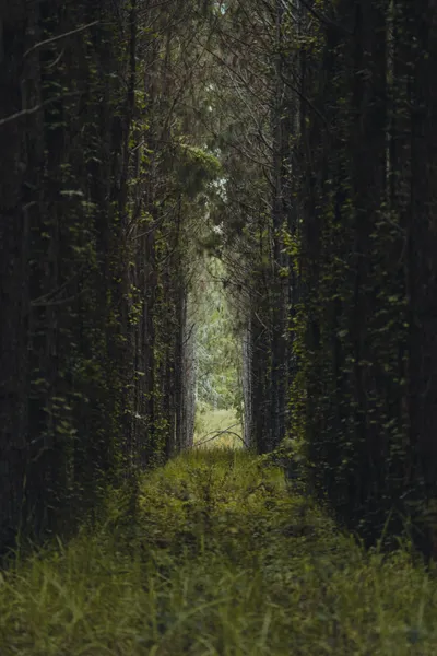 Sendero forestal misterioso — rompecabezas de 150 piezas