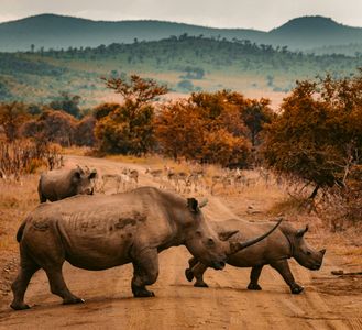 Rhinos Crossing Path — 300-piece jigsaw puzzle