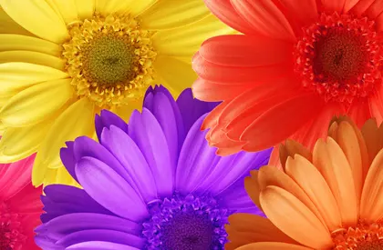 Vibrant Daisy Burst — 200-piece jigsaw puzzle