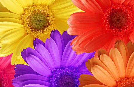 Vibrant Daisy Burst — 200-piece jigsaw puzzle