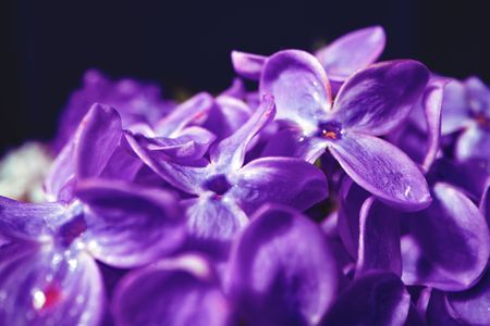 Vibrant Lilac Blooms — 200-piece jigsaw puzzle