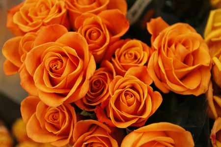 Vibrant Orange Roses — 200-piece jigsaw puzzle