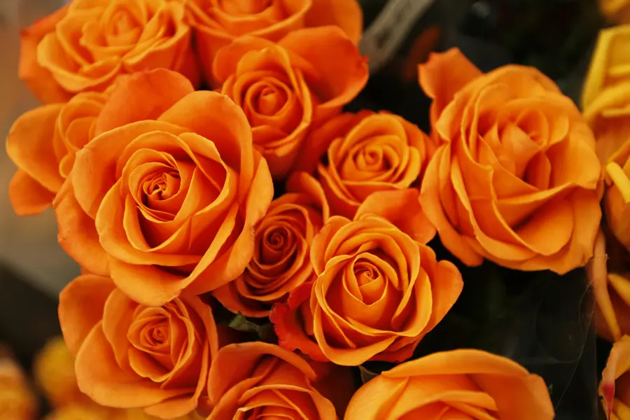 Vibrant Orange Roses — 200-piece jigsaw puzzle