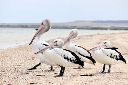 Pelicans on the Shore — 200-piece jigsaw puzzle