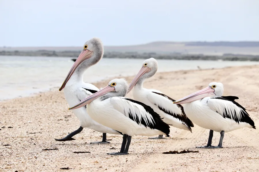 Pelicans on the Shore — 200-piece jigsaw puzzle