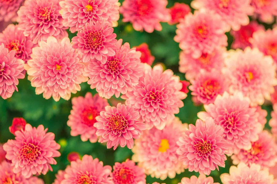 Blossoming Pink Chrysanthemums — 300-piece jigsaw puzzle