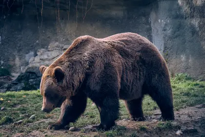 Majestic Brown Bear — 400-piece jigsaw puzzle