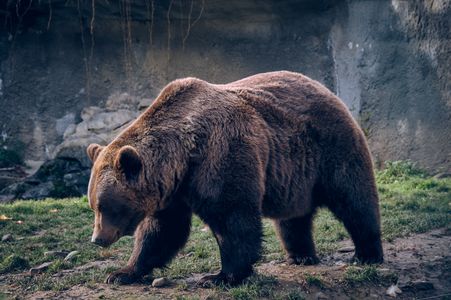 Majestic Brown Bear — 400-piece jigsaw puzzle