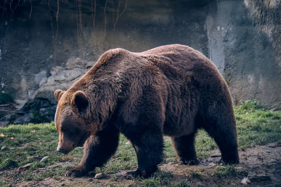 Majestic Brown Bear — 400-piece jigsaw puzzle