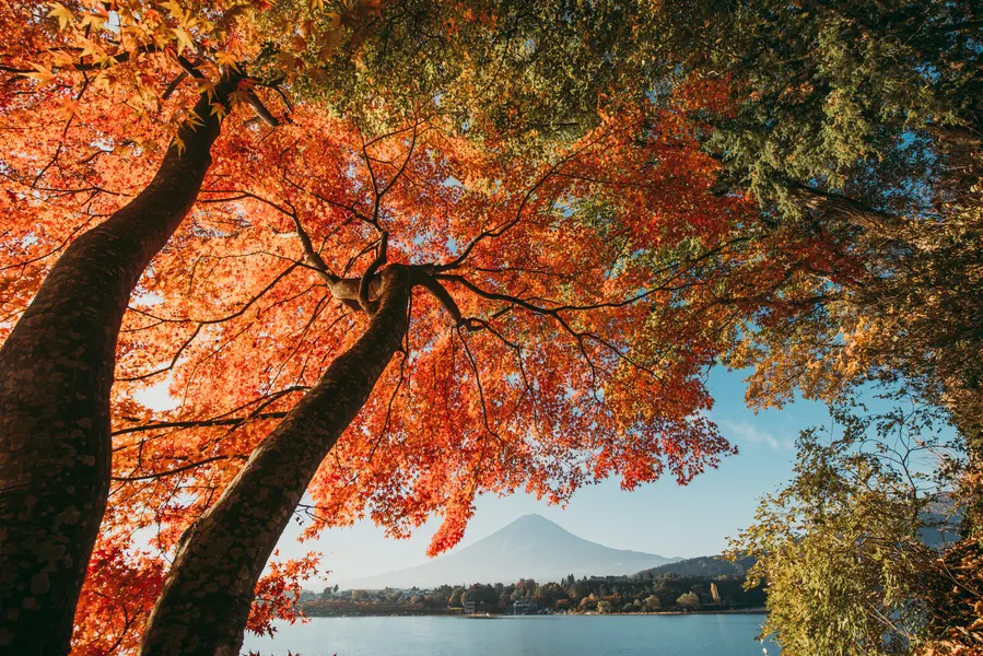 Autumn Canopy View — 64-piece jigsaw puzzle