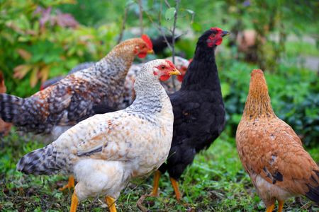 Colorful Farm Chickens — 300-piece jigsaw puzzle