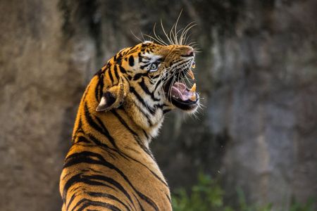 Majestic Tiger Roar — 300-piece jigsaw puzzle
