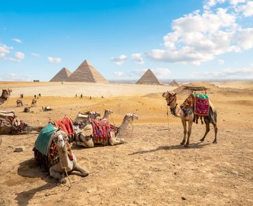 Camels by Pyramids — 200-piece jigsaw puzzle